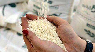 سقوط قیمت برنج آغاز شد