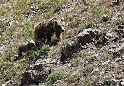 حمله خرس به یک نوجوان در چهارمحال و بختیاری