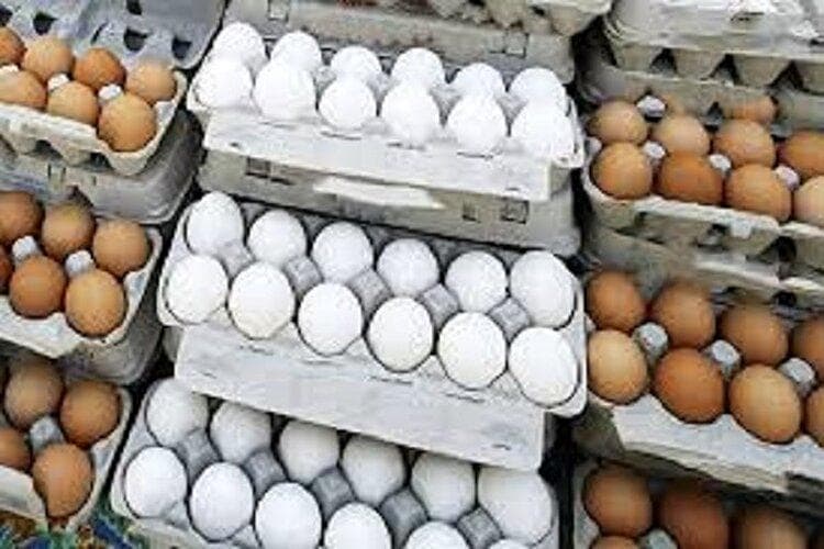 ماجرای دو سر سوخت قیمت تخم مرغ چیست؟ / چوب حراج تولیدکنندگان به تخم مرغ‌ها