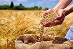 نیاز به واردات گندم یا تکرار سناریوی قدیمی مافیا؟ / بلایی که واردات بر سر کشاورزان آورد