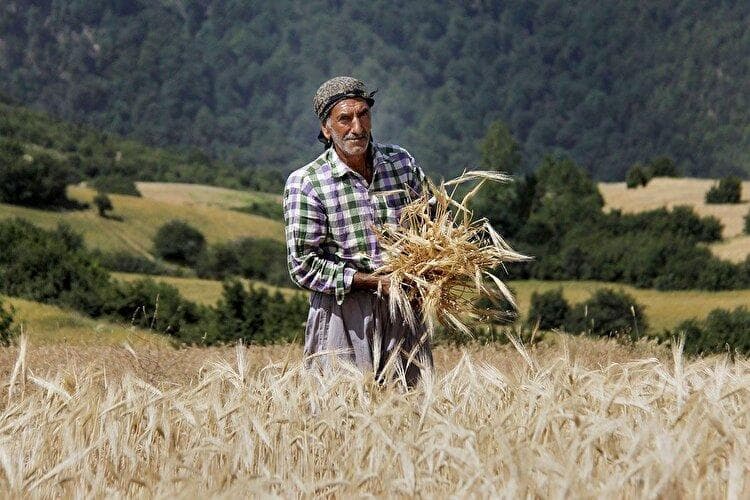 کشاورزی زیر تیغ کود اوره / یارانه به پتروشیمی ها، فقر به کشاورزان