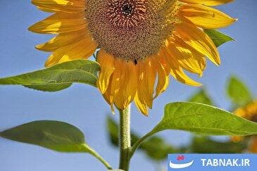 طلوع زیبایی در مزارع آفتابگردان تویسرکان