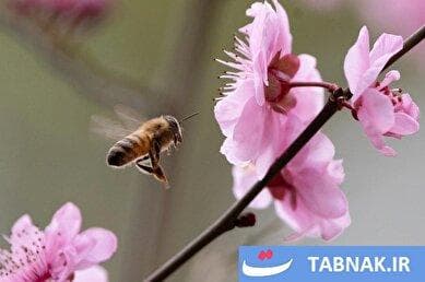 جشنواره شکوفه‌های گیلاس سیدنی ۲۰۲۵؛ زیبایی در دل باران