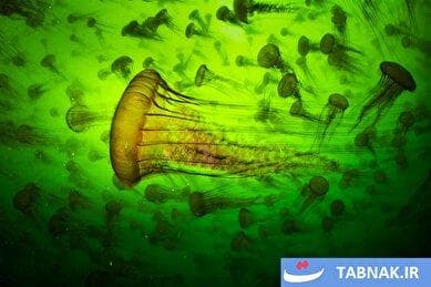 عکس‌های روز جهان:از دریچه تابناک