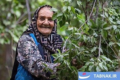 برداشت زغال‌اختهِ اَلَموت