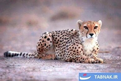 یوزهای آسیایی پارک ملی توران
