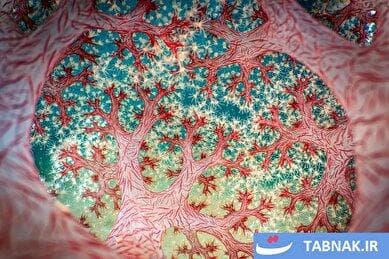 شکار لحظه‌های ناب؛ بهترین عکسهای طبیعت استرالیا در سال ۲۰۲۵