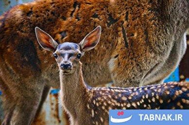 احیای «مارال» در اَهَر