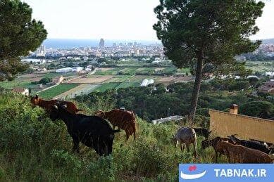 بزها، آتش‌نشانان سبز اسپانیا