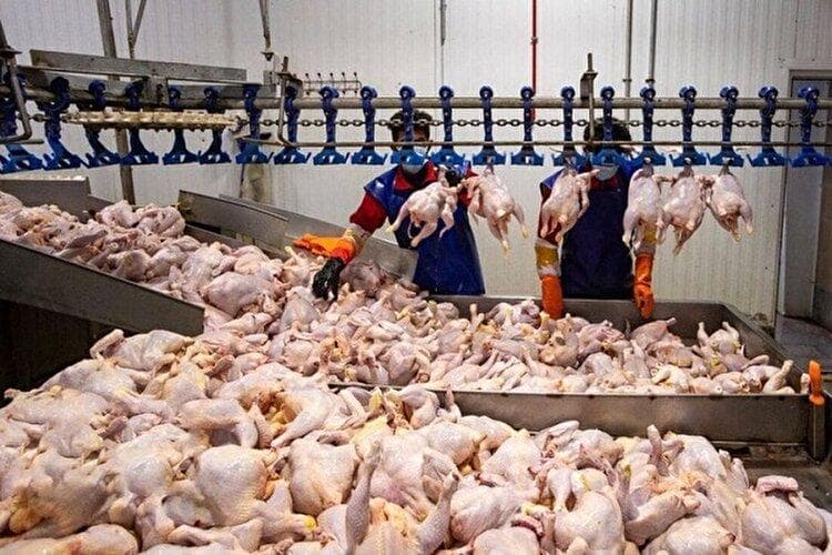 مرغداران دست به دامن دلالان شدند/ قیمت مرغ در آستانه ۲۰۰ هزارتومانی شدن؟