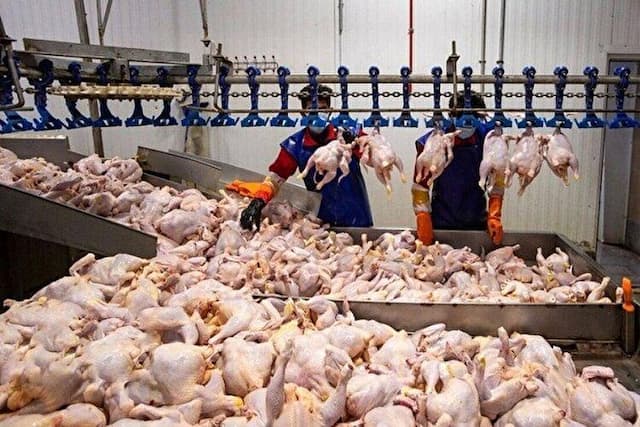 مرغداران دست به دامن دلالان شدند/ قیمت مرغ در آستانه ۲۰۰ هزارتومانی شدن؟