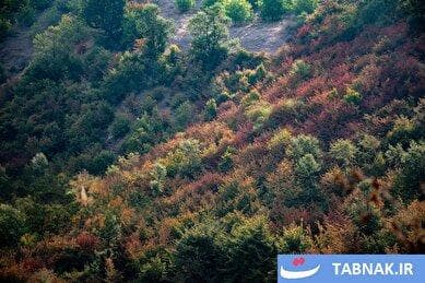 خشکسالی در جنگل‌های هیرکانی گلستان