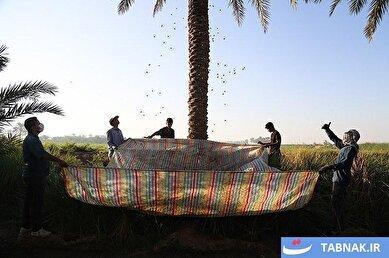 برداشت خرما از نخلستان های غزاویه