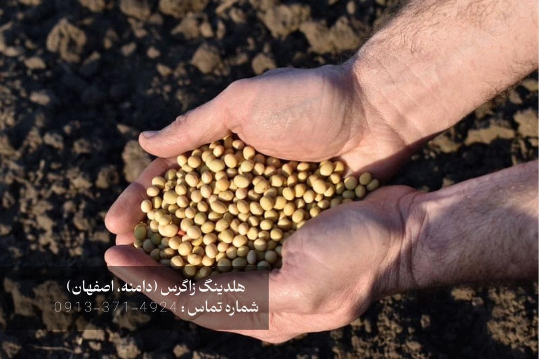 خرید بذر مینی‌تیوبر سیب‌زمینی عبدالهی