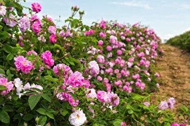 سهم عمده گل‌محمدی در زیرکشت گیاهان دارویی زنجان