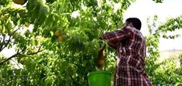 بفرمایید هلو آبدار و شیرین!
