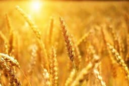 خرید بیش از ۷۵۲ هزار تن گندم در کردستان