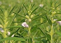 آغاز کشت کنجد در حاجی‌آباد