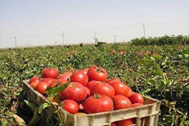 آغاز برداشت گوجه فرنگی در شهرستان سملقان