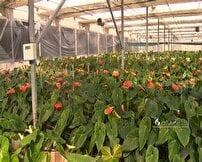 توسعه کشت گلخانه ای در استان سمنان