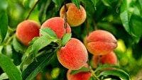 برداشت ۷۰ هزار تن هلو در آذربایجان شرقی