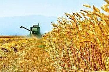 خرید تضمینی ۳۶۶ هزار و ۸۰۰ تُن گندم از کشاورزان همدانی