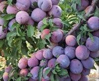 درآمد ۵۵ میلیارد ریالی باغداران بیضایی از فروش آلو