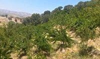 برخورد قضایی با باغداران متخلف در دنا