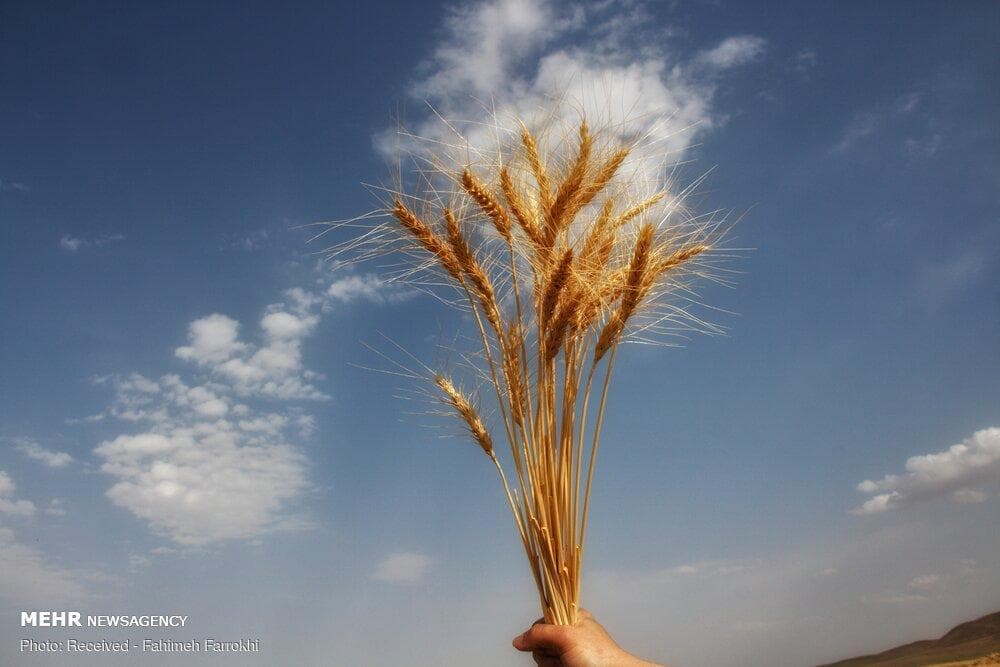 خرید گندم در فاروج ۷۵ درصد کاهش یافت