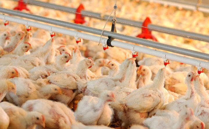 گزارش پیشرفت پروژه احیای مرغ لاین ایرانی؛ از اصلاح نژاد تا تولید صنعتی