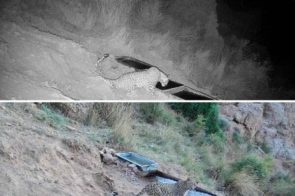 مرگ پلنگ جوان در جنگل چمستان نور