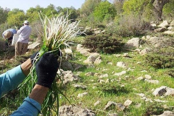 شناسایی بیش از ۸۷۵ هکتار اراضی برای کشت گیاهان دارویی در کرمانشاه