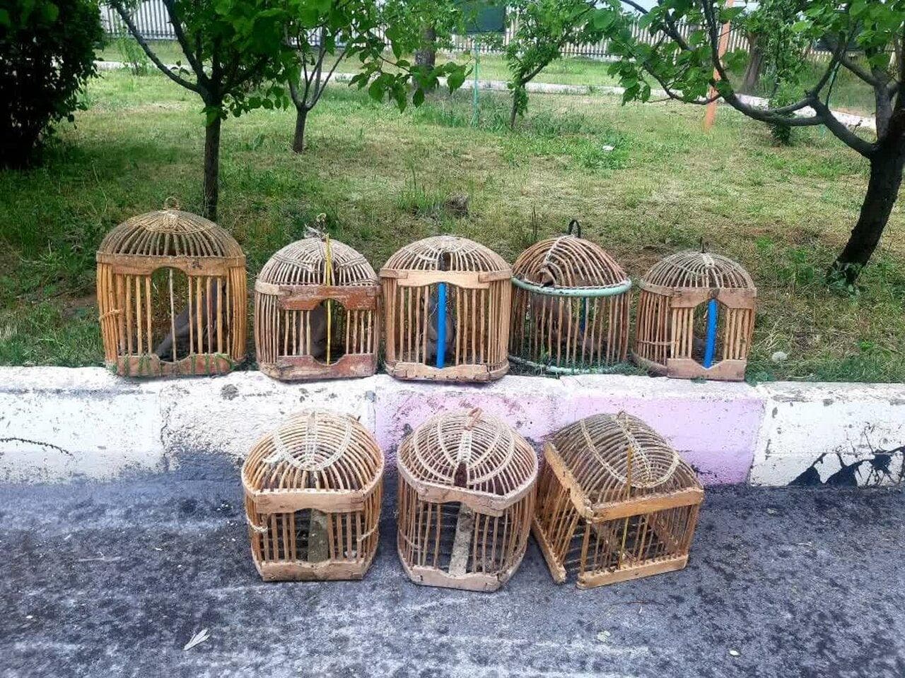 کشف سه قطعه کبک زنده از شکارچی غیرمجاز در سقز