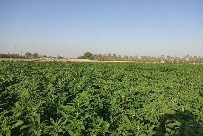 افزایش سطح زیرکشت کنجد در بهشهر