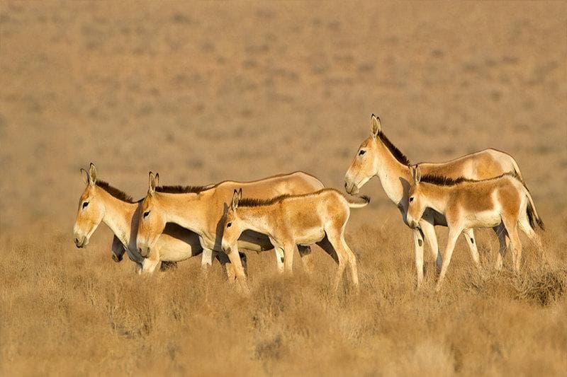هم‌صدایی برای نجات گورخرهای خارتوران؛ سرشماری با حضور گسترده سمن‌ها
