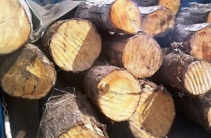 کشف ۱۴ تن چوب و ذغال بلوط قاچاق در فلاورجان