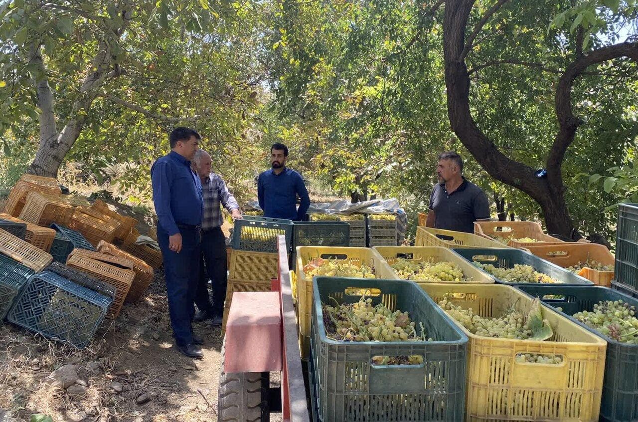 برداشت انگور از تاکستان‌های شهرستان عجب‌شیر آغاز شد