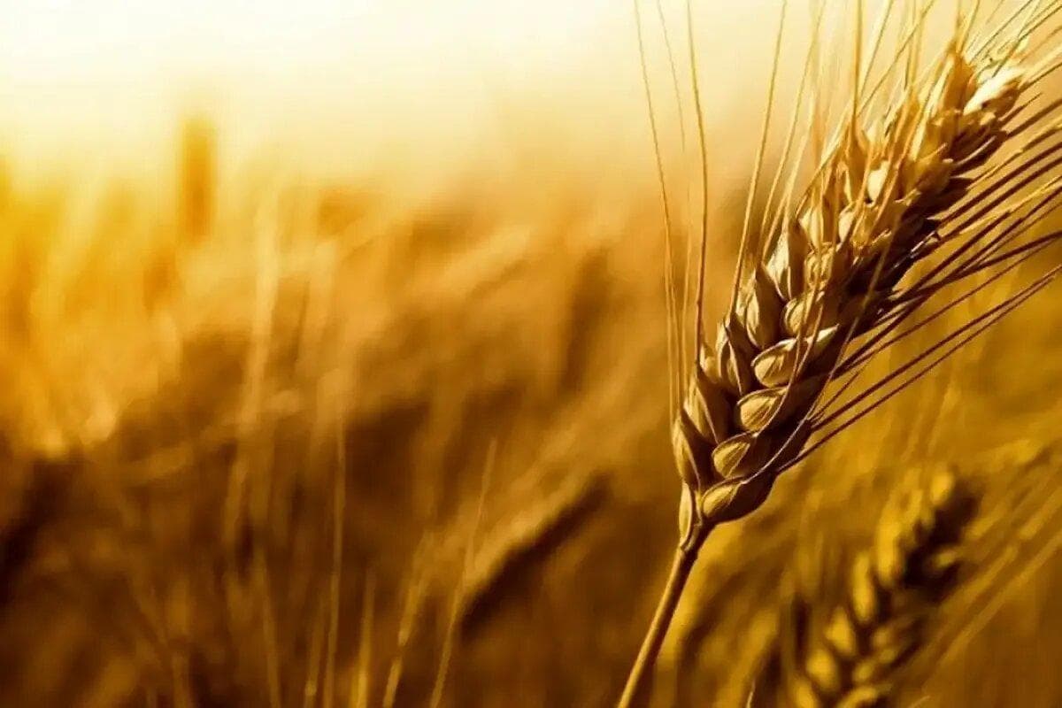 پرداخت ۷۷۷ میلیارد تومان دیگر به حساب گندمکاران گلستان