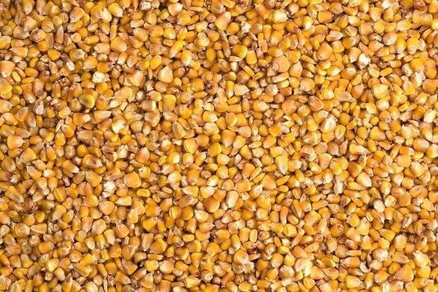 تامین ۷ هزار تن ذرت کنجاله دوران جنگ در مازندران