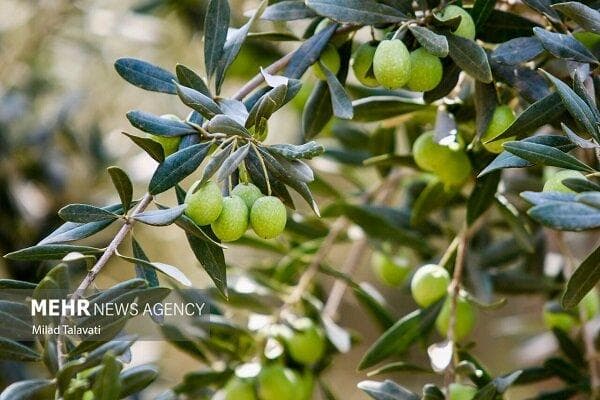 برداشت نوبرانه زیتون در رودبار آغاز شد