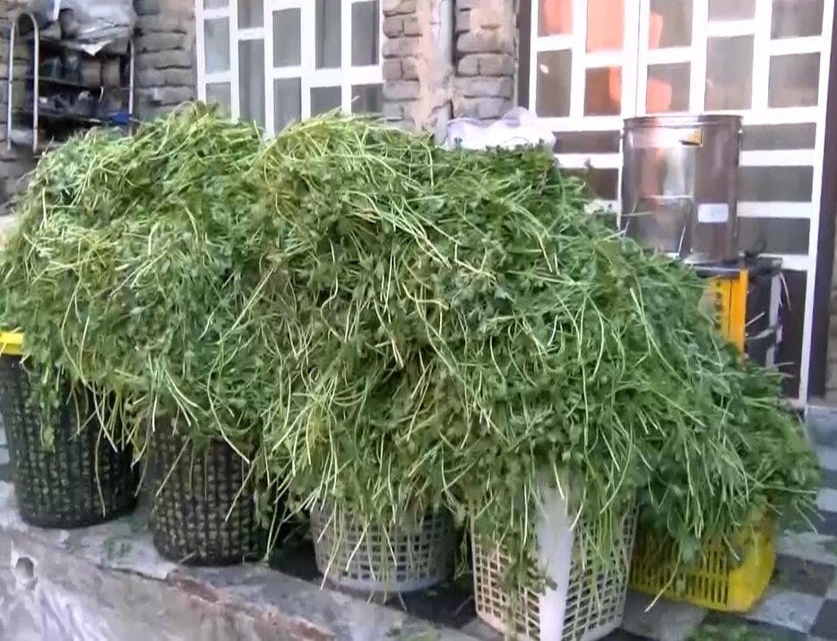 بانویی که مزرعه را کارخانه کرد!