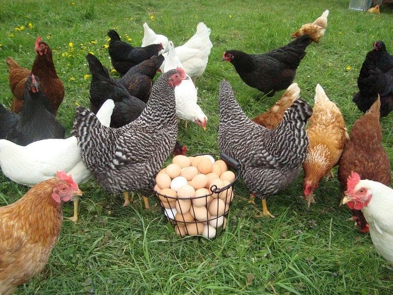 حمایت از ۳۸۶ کسب‌وکار روستایی در گلستان با تسهیلات قرض‌الحسنه
