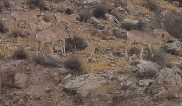 حیات وحش منطقه شکار ممنوع کوه سیاه بخش بوشکان