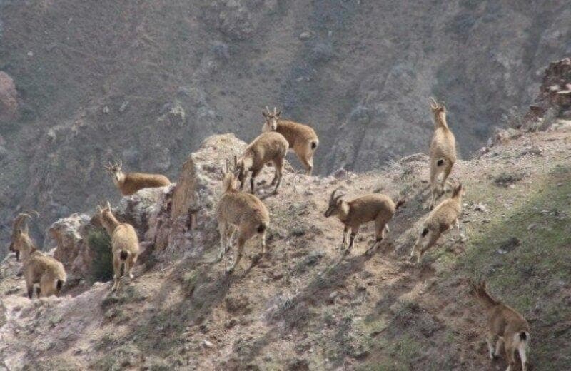 کاهش بارش‌ها تهدیدی برای گونه‌های در معرض خطر ؛ دستگیری ۱۵ گروه متخلف
