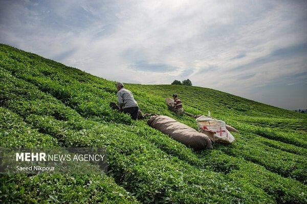 آمار مرکز پژوهش‌های مجلس درباره حوزه کشاورزی برآورد کارشناسی است