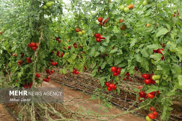 آغاز کشت نشاء گوجه فرنگی در مزارع شهرستان پارسیان