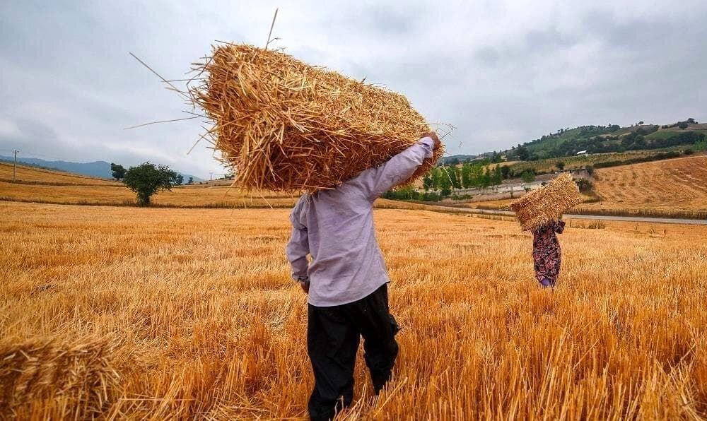 کمیته تخصصی برای توافق قیمت گندم سه‌شنبه تشکیل می‌شود