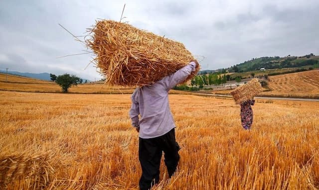 کمیته تخصصی برای توافق قیمت گندم سه‌شنبه تشکیل می‌شود