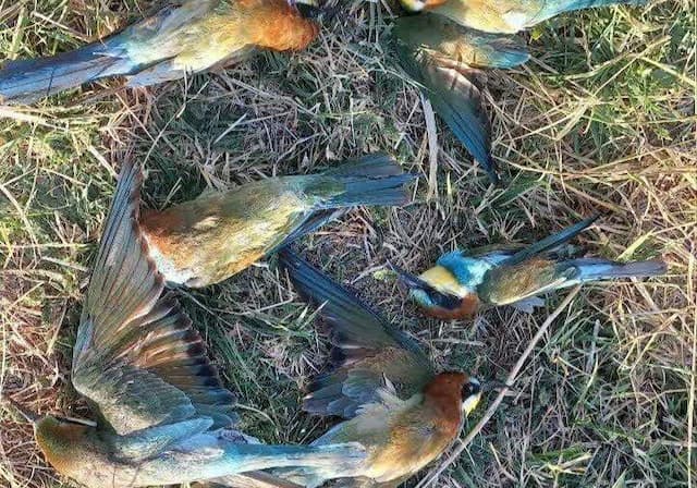 بیش از ۳۰ قطعه زنبور خوار در منطقه حفاظت‌شده بدر و پریشان تلف شدند