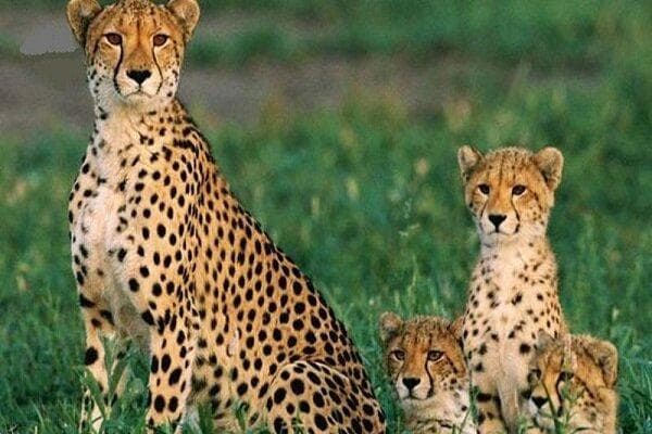 تلاش‌ها برای حفاظت از یوز ایرانی به کجا رسید؟